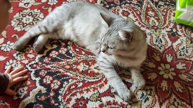 Кошечка цвета 