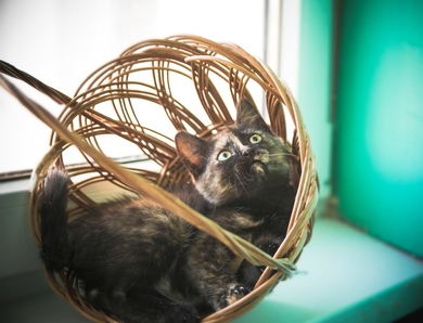 Котёнок красавица в добрые руки.