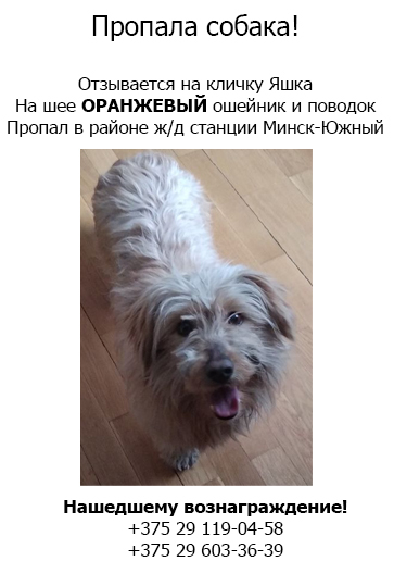Пропала собака, оранжевый ошейник, жд станция Минск-Южный