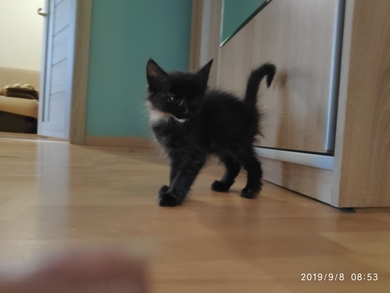 Котенок-трехцветка в дар