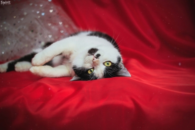 Молодой кот в дар!, фото 2