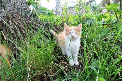 Котенок Маркус в хорошие руки, фото 3