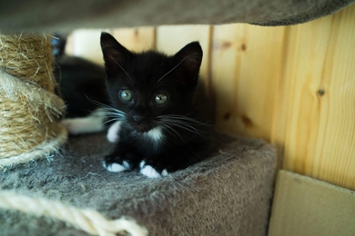 Ищут самых лучших мам и пап три чудесных котомальчика и котодевочка., фото 2