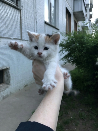 Маленькие котята в дар, фото 4