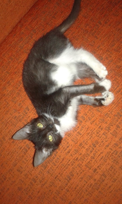 Котёнок в добрые руки!, фото 2