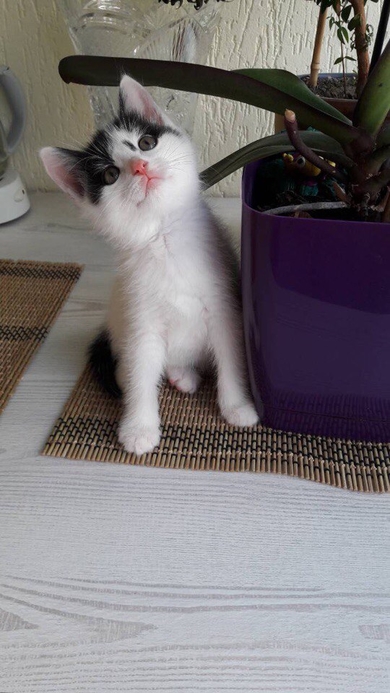 Котёнок в добрые руки!