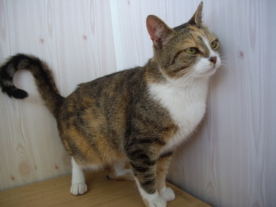 Молодая кошечка Марфа., фото 3