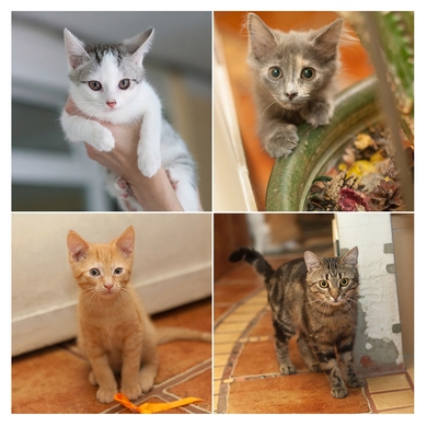 В дар , в добрые руки три котёнка и великолепный мраморный кот.