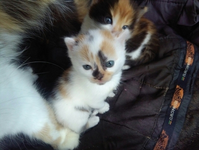 Отдам в ответственные руки очаровательных котят., фото 3