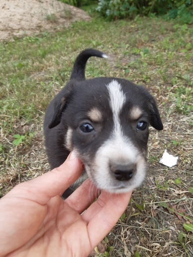 Щенкам нужен дом