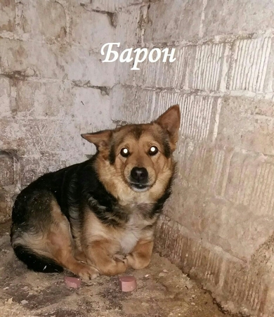 Барон ищет ДОМ!!!, фото 3