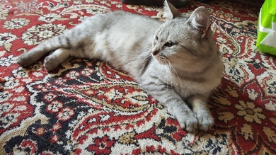 Кошечка цвета 