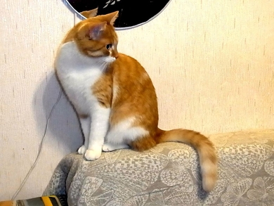 Оранжевый кот Ищет Дом!, фото 2