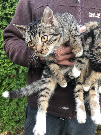 Котята в добрые руки!, фото 2