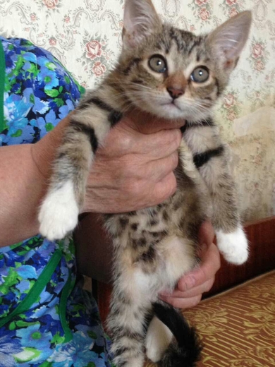 Отдам две весёлые кошечки., фото 2