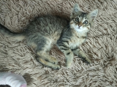 Котёнок в добрые руки!