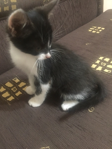 Отдам в хорошие руки котенка