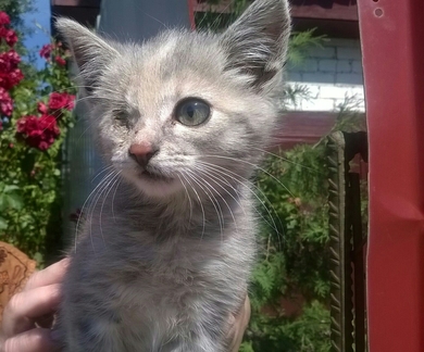 Котёноку очень нужна передержка или ПМЖ.