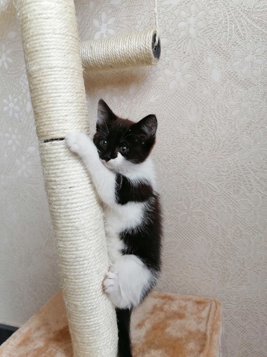 Домашняя кошечка, фото 2