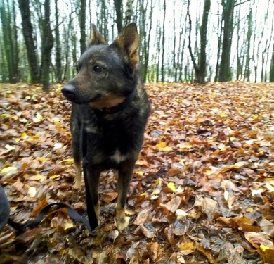 ДИН ищет дом!!!, фото 2