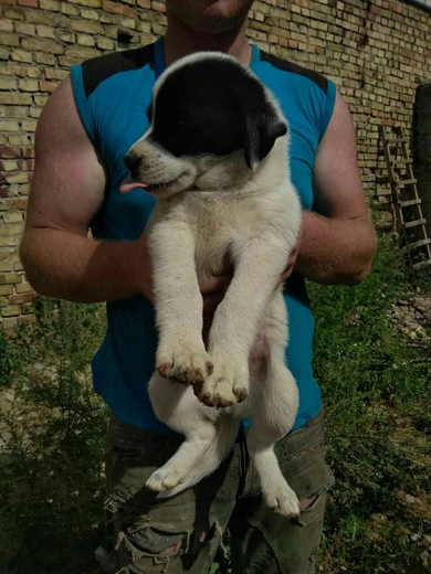 Щенки в дар!, фото 3