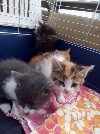 4 котёнка, 1,5 месяца., фото 2