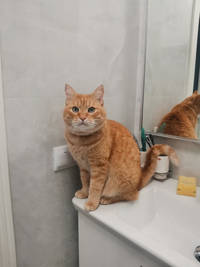 Пропал рыжий котик Рыжик - ЕЛИЗОВО
