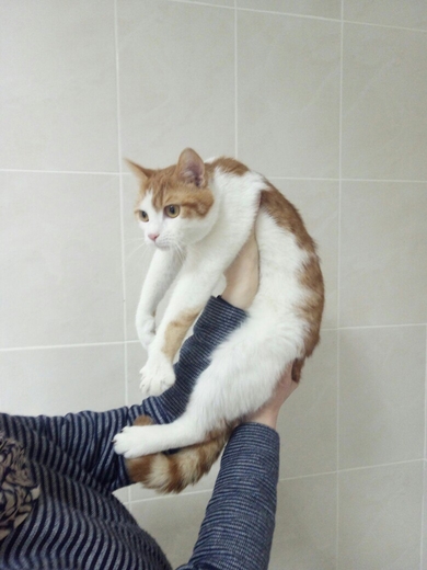 Отдается молодой кот в ответственные руки., фото 2