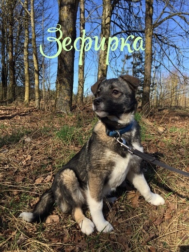 Сладкая Зефирка ищет дом!!!