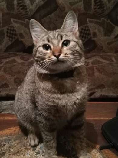 пропала кошка