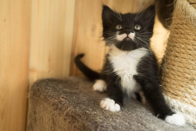 Ищут самых лучших мам и пап три чудесных котомальчика и котодевочка.