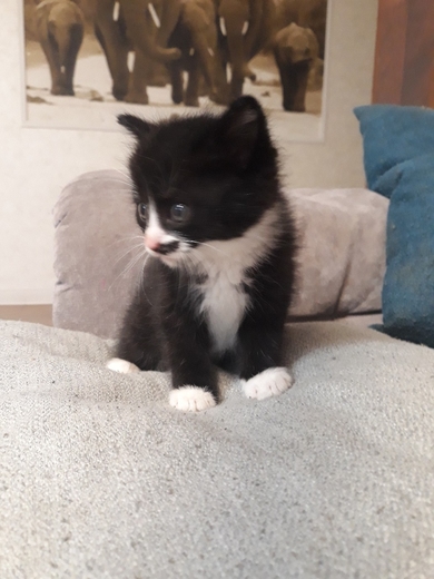 Очень красивый котенок в дар