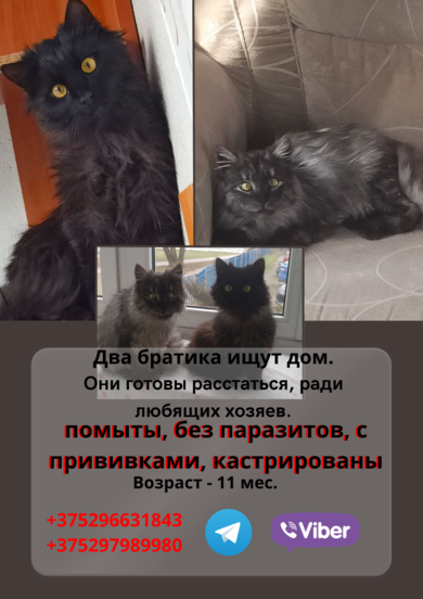 Два братика ищут дом 