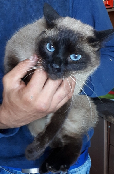Сиамская кошка