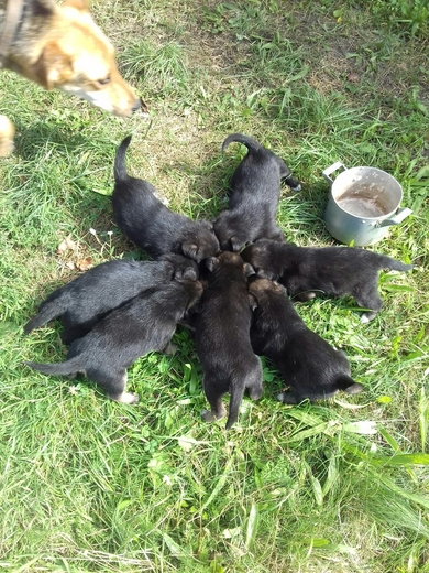 Щенки в дар