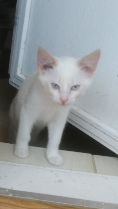 Красивый  редпоинт окраса котенок ищет семью, фото 2