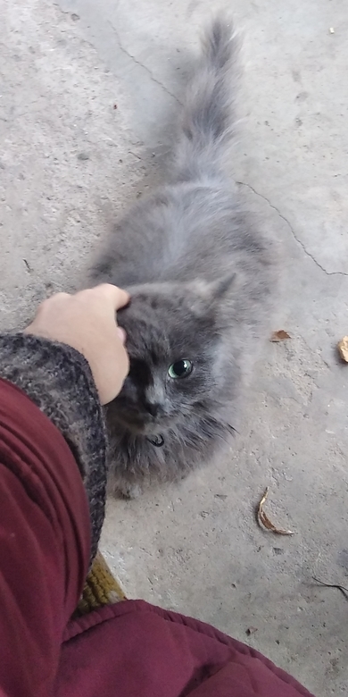 Найден серый кот в г.п. Свирь