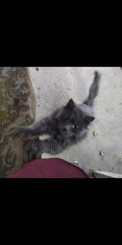 Найден серый кот в г.п. Свирь, фото 3