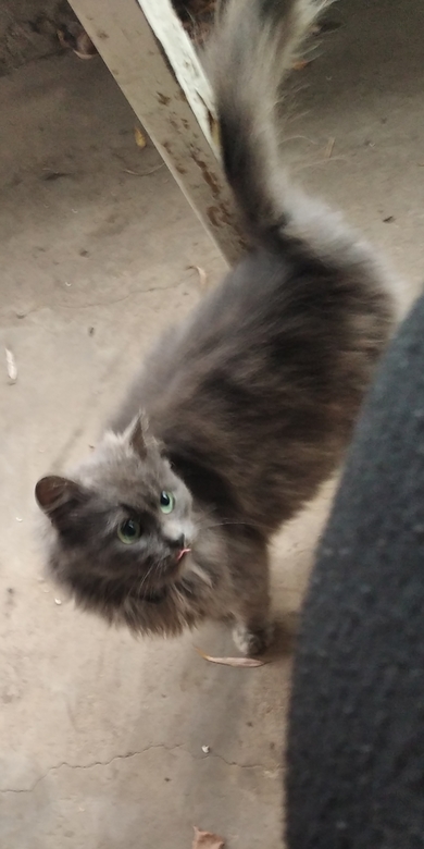 Найден серый кот в г.п. Свирь, фото 2