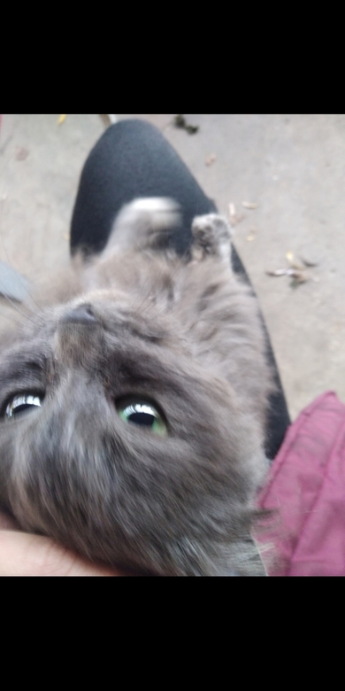 Найден серый кот в г.п. Свирь, фото 4