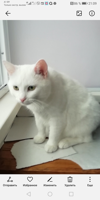 Потерялся белый кот Кузя , фото 1