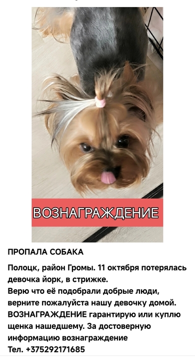 Пропала собака 