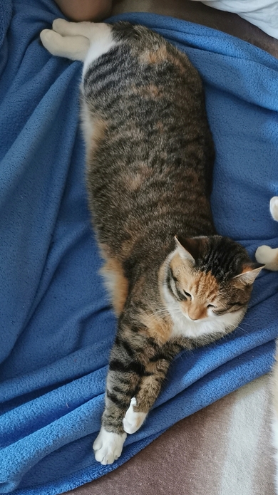 Потерялась кошка