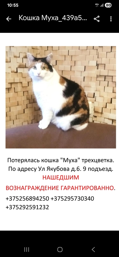 Пропала кошка