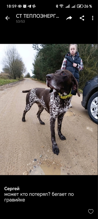 Найдена собака