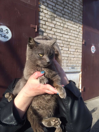 Кошечка голубых кровей ищет любящую семью.