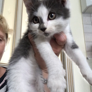 Котёнок ищет дом!