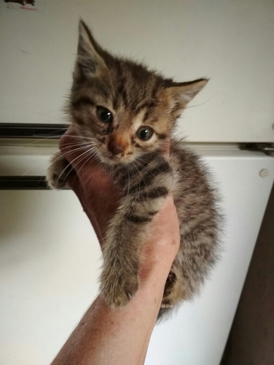 Котёнок в добрые руки!