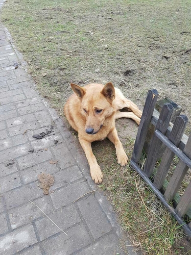 Собака в добрые руки, фото 2