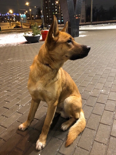 Найдена собака с ошейником. Минск, возле е-сити, ул. Денисовская 8. , фото 2